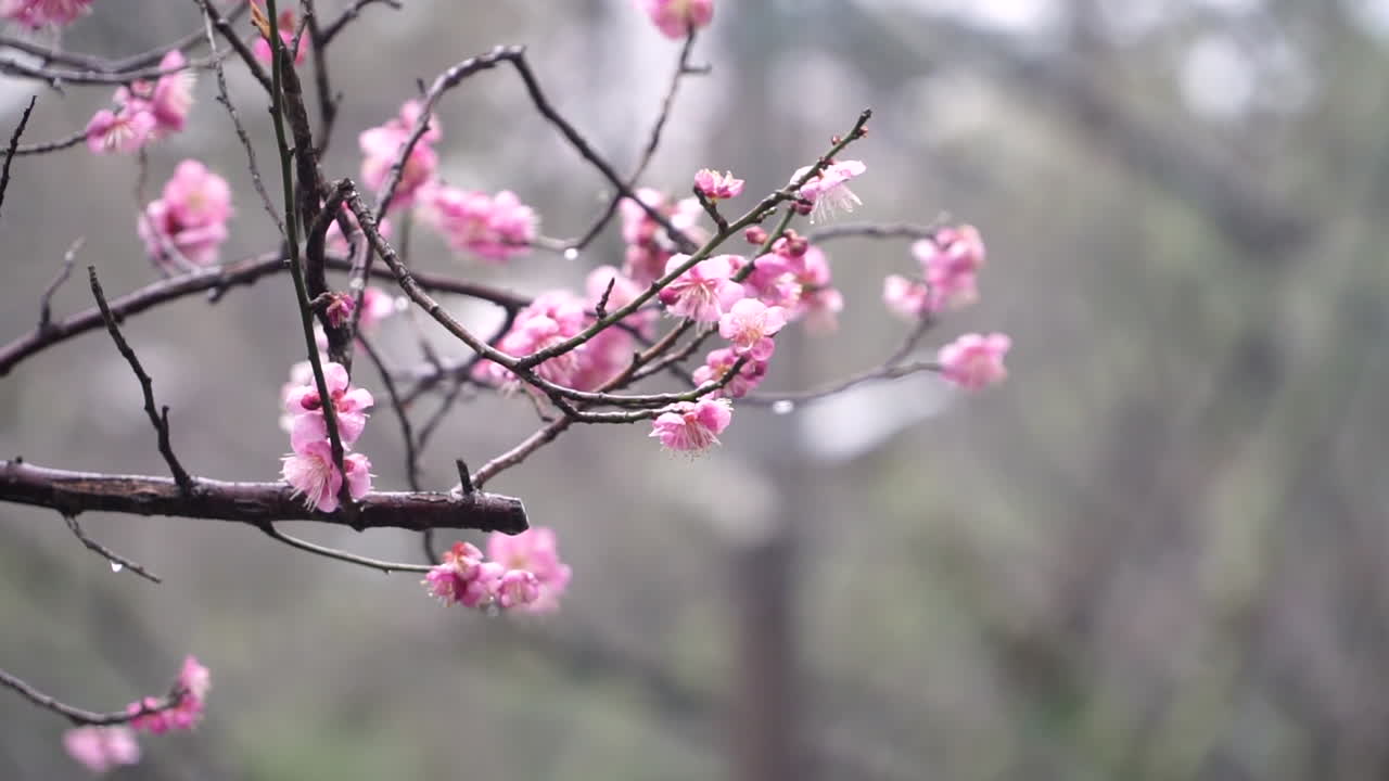 Close up very shallow depth of field shot of beautiful pink Japanese cherry blossom or Sakura  in full bloom in Kyoto in Japan in spring time with blurry creamy background