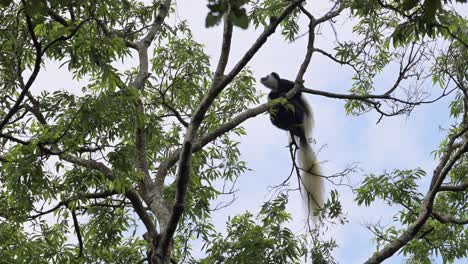 monos saltando en los árboles del bosque en áfrica, monos colobus blancos y negros en el parque nacional de kilimanjaro en tanzania en un safari africano de vida silvestre y animales, saltando en el aire entre las ramas
