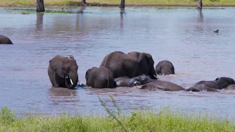 herd of african elephants cooling off in refreshing waterhole in heat