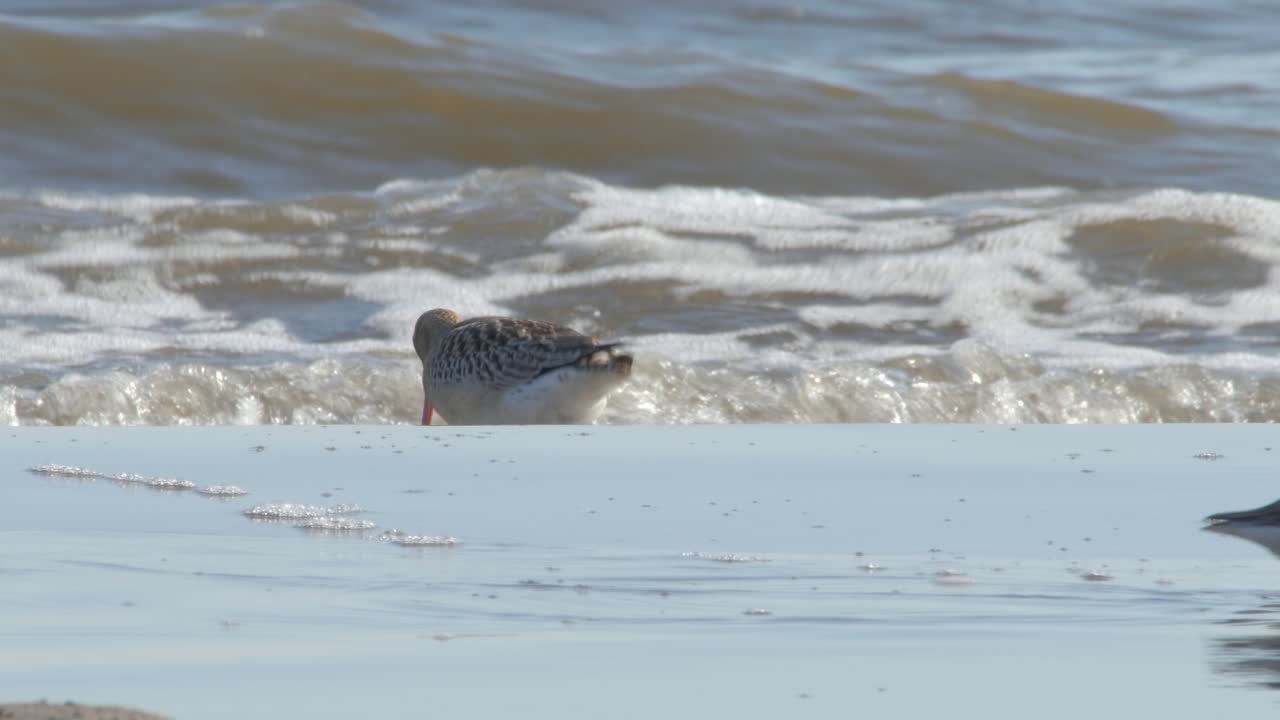 Bar-tailed godwit bird enjoy searching food on the beach with intense wave splash to the shore - Close Up Shot