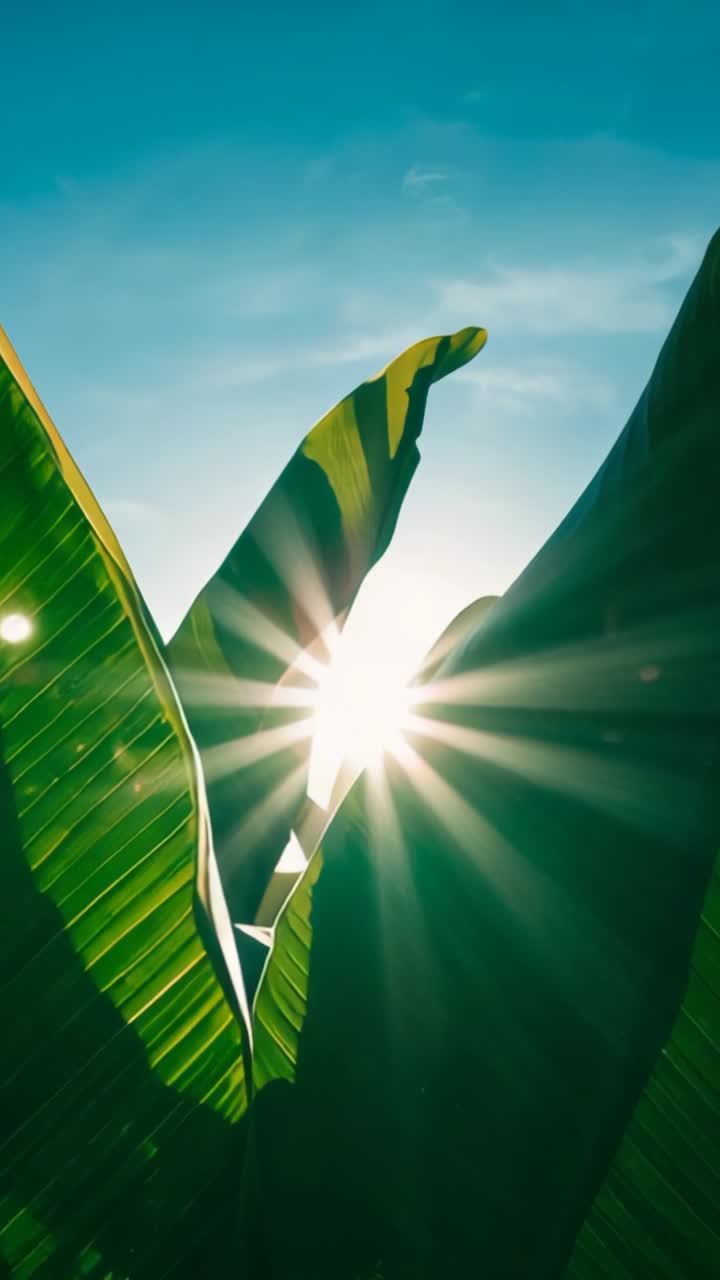 Vertical video: Bursting sun rays shining through banana leaves in tropical garden, lens flare