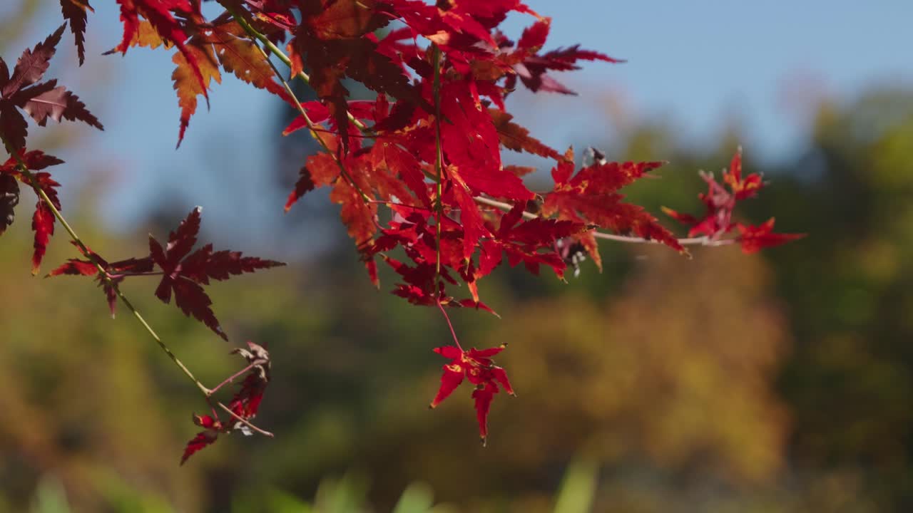 가을 색의 근접, 바람에 부드럽게 흔들리는, 보케
