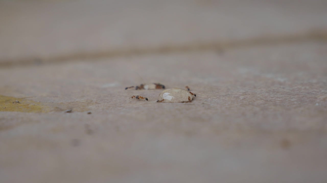 Ground Level Macro View of Ants Feeding on an Engorged Tick