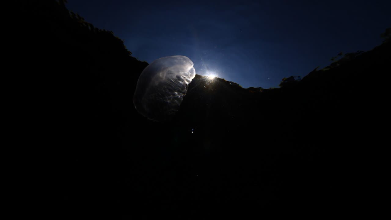 paesaggio di meduse lunari sott'acqua che si muovono lentamente e vicino raggi solari e raggi solari paesaggio oceanico aurelia aurita sfondo