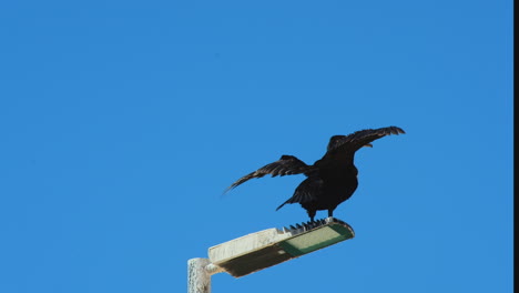 Kormoran-Sonnt-Sich-Und-Putzt-Sich-Mit-Geöffneten-Flügeln-Am-Laternenpfahl