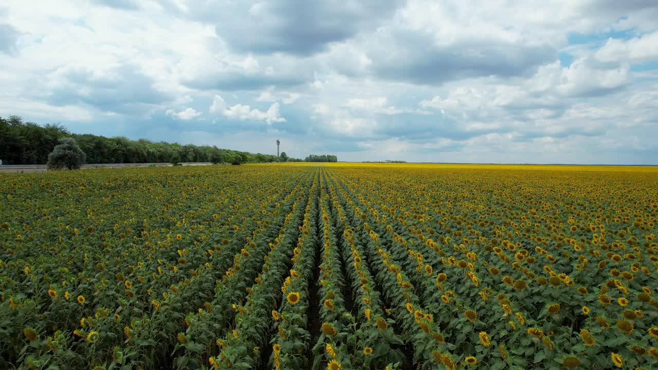 vista de arriba hacia abajo de un campo de girasol con flores grandes amarillas, hojas verdes y cielo azul con gruesas nubes blancas en el fondo