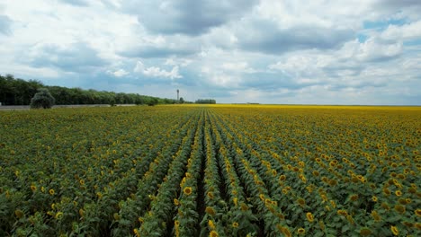 Top-Down-View-Of-A-Sunflower-Field-With-Yellow-Big-Flowers,-Green-Leaves-And-Blue-Sky-With-Thick-White-Clouds-In-The-Background