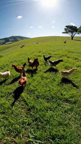 chickens in a rural field