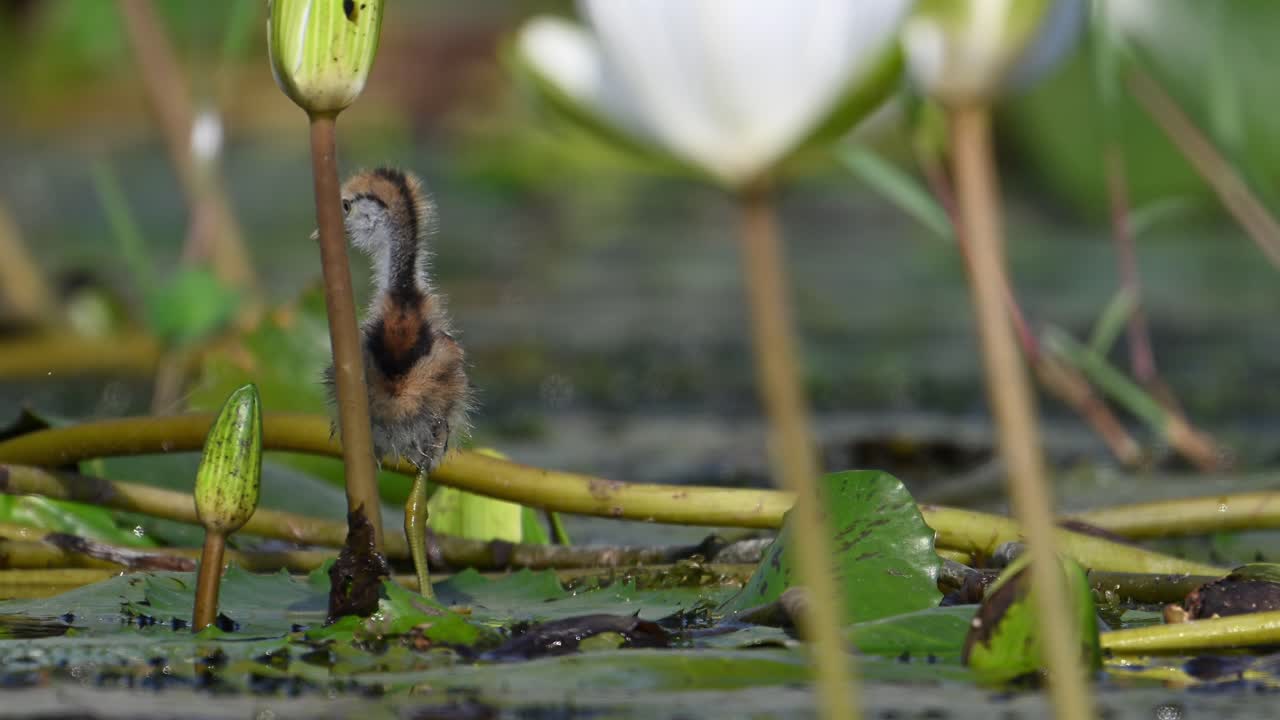 아름다운 자카나 새끼 들 이 아침 에 물 릴리 연못 에서 먹이 를 먹고 있다