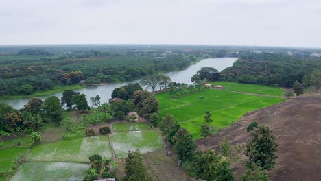 Backward-drone-shot-of-a-dense-rainforest