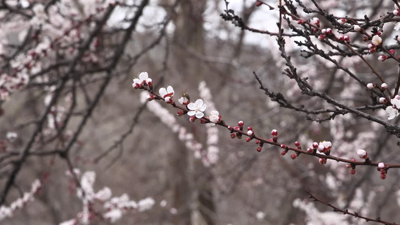 Un'ape raccoglie polline da bianchi fiori primaverili, contribuendo alla riproduzione delle piante.