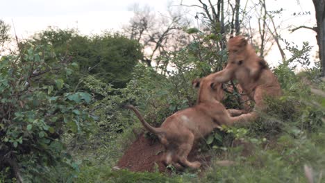 wagging their tails, lion cubs play on a hill among the bushes