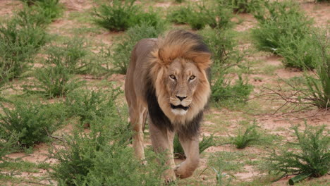 lion walking in the grassland - close up