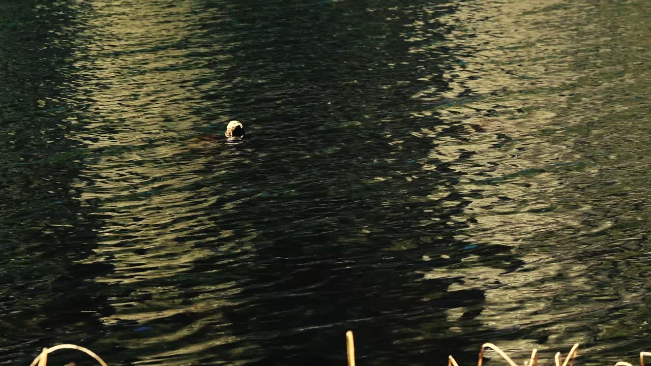 루마니아의 붉은 호수에서 바람이 부는 날의 안정적인 샷