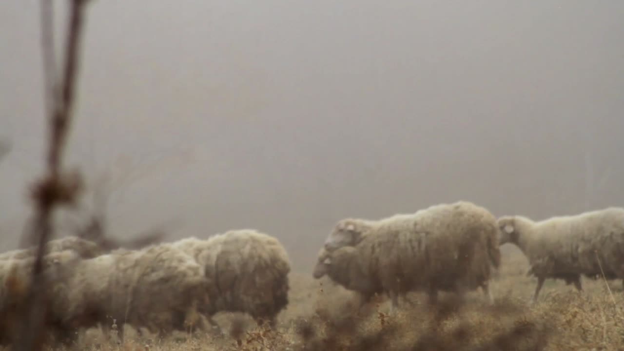 ovejas en un campo de niebla
