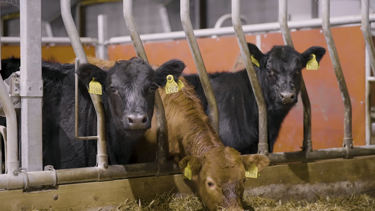 Curious young beef cattle standing in pen over feed trough wearing ear tags