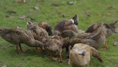 Ducks-eating-in-a-green-field--Duck-feeding-in-a-grass-field