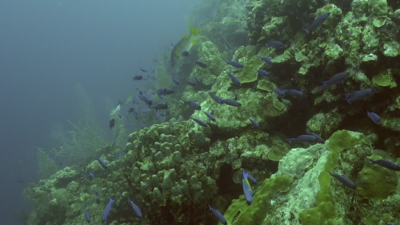 escuela de napoleón criollo