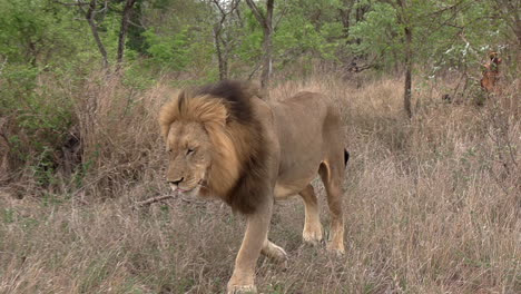 Un-León-Macho-En-Movimiento-Durante-El-Día-En-El-Gran-Parque-Nacional-Kruger