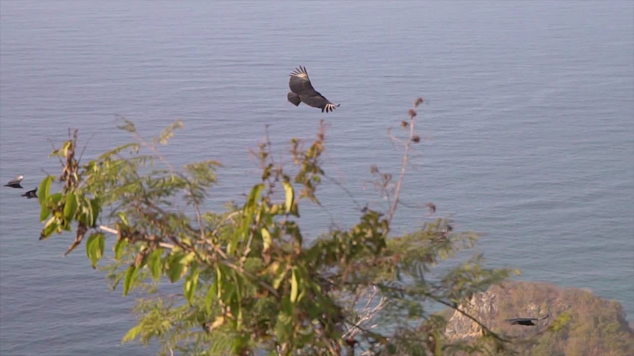 grandes pájaros volando en el aire sobre el mar en un grupo