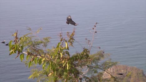 grandes pájaros volando en el aire sobre el mar en un grupo