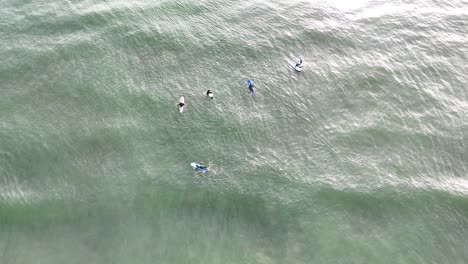 overhead drone footage shows a group of surfers on boards in calm, sunlit waters off west sands beach, st andrews, scotland. minimal movement, tranquil mood