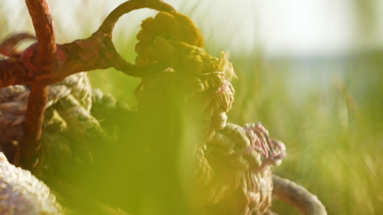 золотой солнечный свет на хмельных конусах в поле