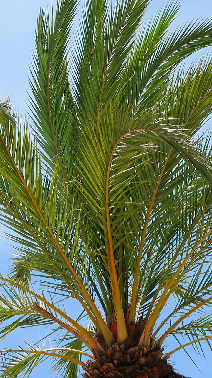 Close up of a palm tree on a blue background. Vertical