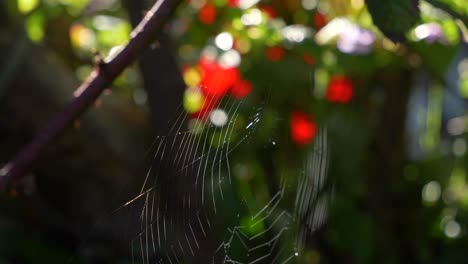 Telaraña-De-Las-Plantas-Durante-El-Atardecer-O-El-Amanecer