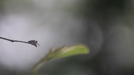 Fliege-Sitzt-Auf-Der-Spitze-Eines-Zweigs-Vor-Bokeh-Hintergrund