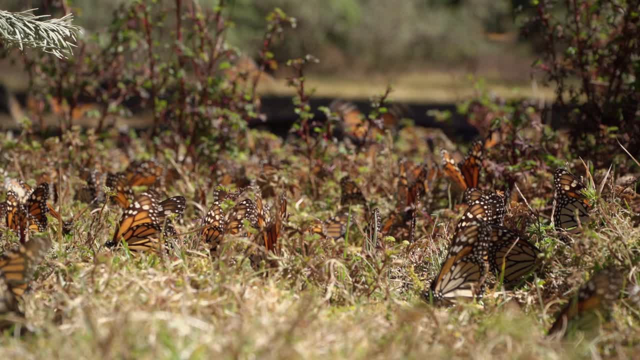 un gran enjambre de mariposas monarca en el suelo del bosque exuberante en una abertura en el bosque