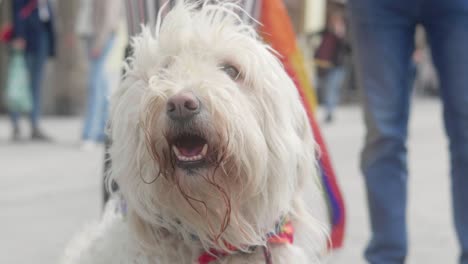 Cute-furry-dog-with-white-hair-looking-around-sitting-in-an-urban-city-street-envronment-wearing-a-rainbow-lgbtq-scarf-with-another-flag-in-the-background,-turning-its-head