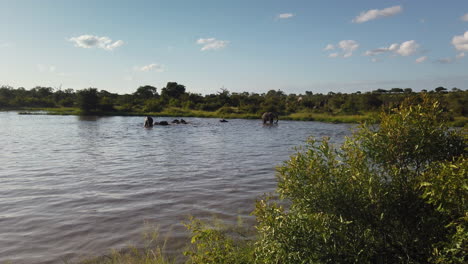 Herd-of-elephants-cooling-off-in-open-body-of-water,-Klaserie-Private-Game-Reserve,-South-Africa