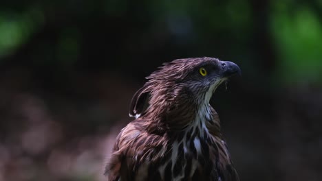 mirando hacia arriba a la derecha, luego mira hacia abajo y gira la cabeza, pinsker's hawk-eagle nisaetus pinskeri, filipinas