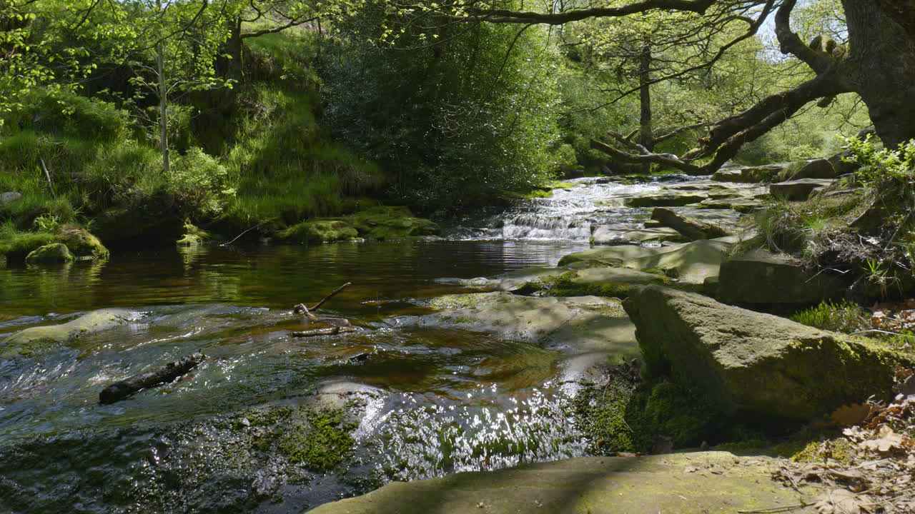 la maravillosa reserva natural de wyming brook, cerca de sheffield, yorkshire, en el reino unido.