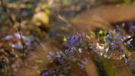 common hepatica flowers in the field in berchtesgaden. closeup shot