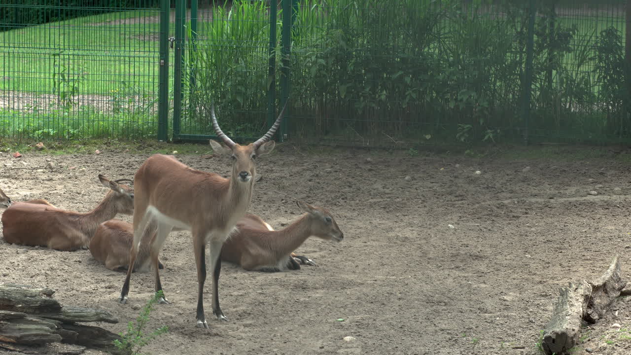 Helpless Lechwe antelopes caged at Gdansk Oliwa zoo