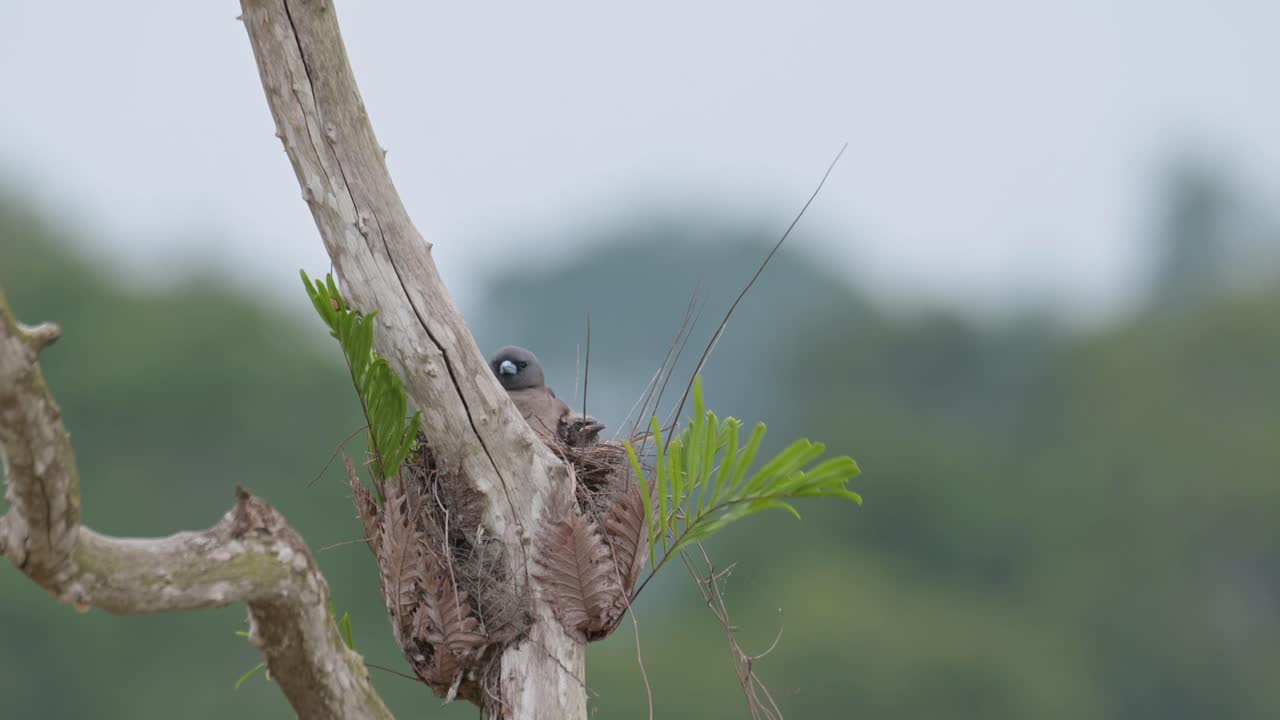 sentada en el nido junto con sus crías mirando hacia la derecha mientras las limpia, artamus fuscus, tailandia