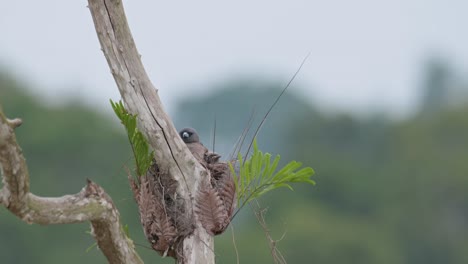 sentada en el nido junto con sus crías mirando hacia la derecha mientras las limpia, artamus fuscus, tailandia