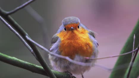 close up of european robin sitting on a tree branch staring at camera