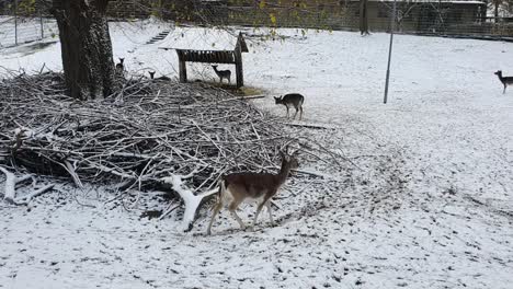 5-Rentiere-Im-Schnee-In-Berlin-Im-Winter-Im-Schneebedeckten-Park-Hasenheide-HD-30-Fps-10-Sek