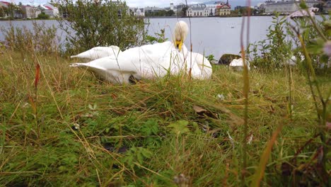 whooper swan preening and resting on grass besides a lake in iceland during spring flower season