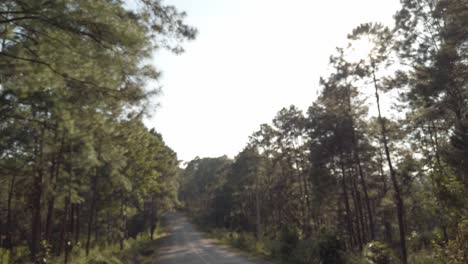 blurred out of focusing front driver view while traveling on the local road surround with pine trees high land forest in winter sunset time, traveling through pine forest on motorbike