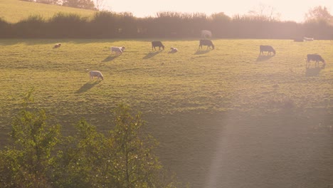 cows cattle grazing in golden hour sunlight on agricultural english farm fields in devon with bright sun flare 4k