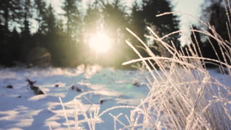 frosted grass in snowy forest at sunrise/sunset