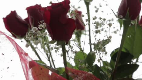 Close-up-shot-of-a-bouquet-of-roses-and-baby's-breath-in-a-vase-on-a-white-background