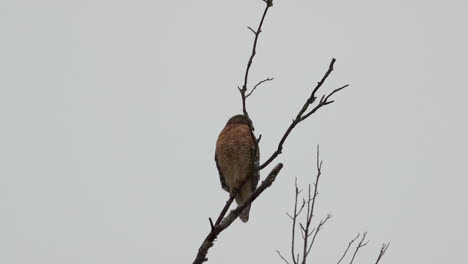 red shouldered hawk perched on a large, barren branch in the pouring rain