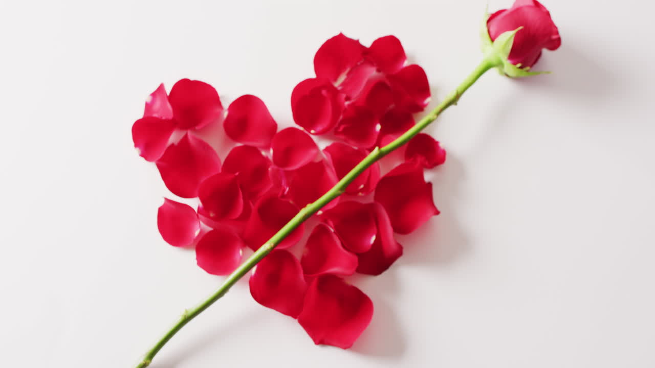 Video von einem einzelnen roten Rosenstiel über einem Herz aus roten Rosenblättern auf weißem Hintergrund