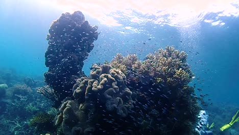 underwater landscape with coral towers