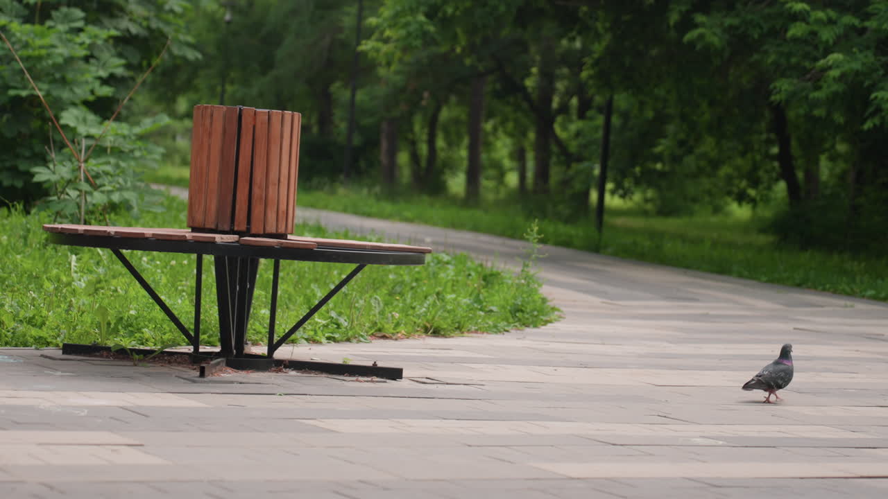무성한 녹색 나무와 햇빛으로 둘러싸인 나무 벤치 근처의 조용한 공원 통로에서 혼자 걷고 있는 비둘기, 평화로운 야외 분위기와 도시 야생의 고요한 순간을 포착했어요
